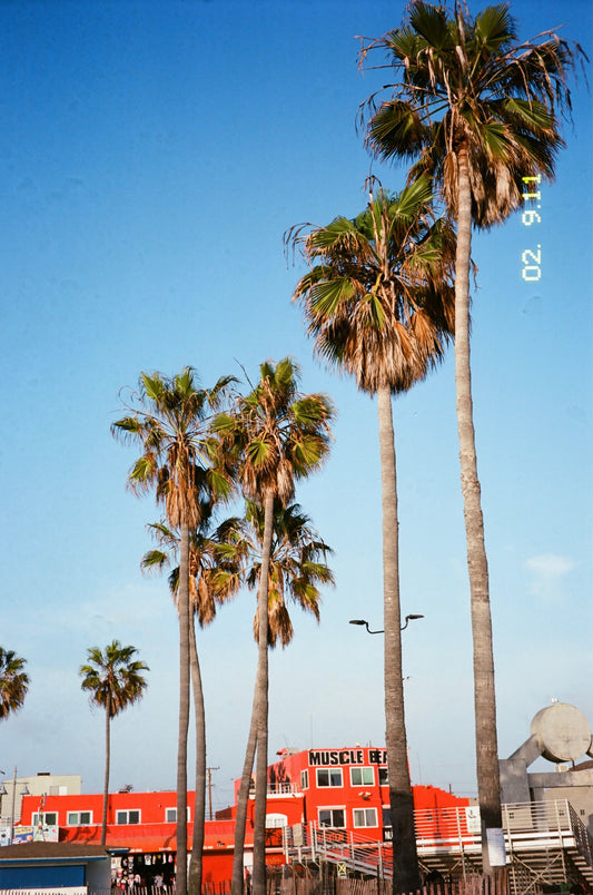 Muscle Beach